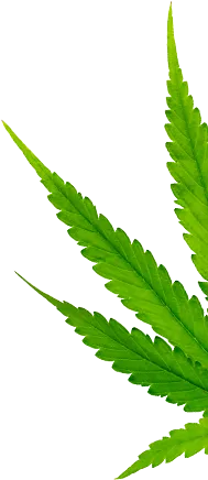 Şekil